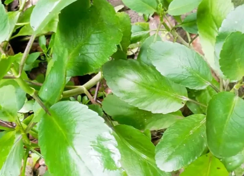 প্রাকৃতিক ওষুধের ছোট্ট বিস্ময় পাথরকুচি, শারীরিক নানা সমস্যায় দেয় আরাম